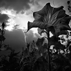 The Slave Drum - Datura