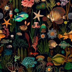 STARFISH.wav