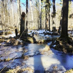 Irina Teodorescu en résidence à Saint-Etienne - Notation 14 : Plus haut que les arbres