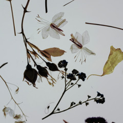 Mori | 森