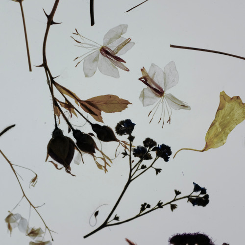 Mori | 森