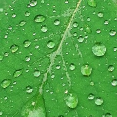 Jardins Vivants La Lune