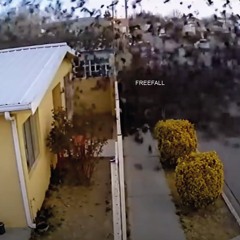 FREE FALL