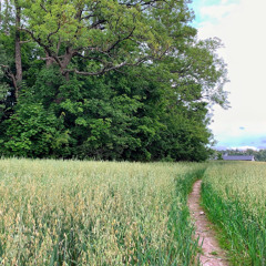 Comfortly numb/a verson