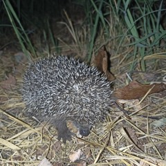 каста — звонок коляна из _реальные пацаны