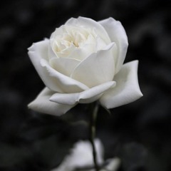 Shorolotar Protima Lofi