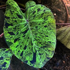 Inna Vision By The River