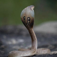 King snake