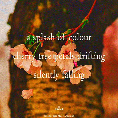 a splash of colour [naviarhaiku585]