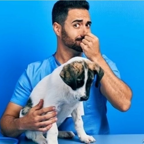 Stream Why Does My Dog’s Butt Smell Fishy? by Glandex Listen online