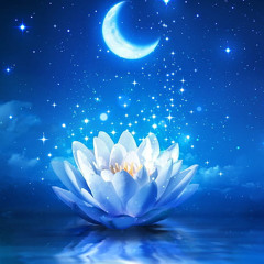 Moonlight and The Lotus Flower