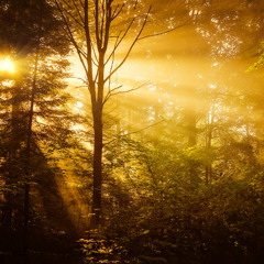 Rays of Gold