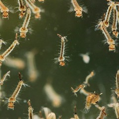 Eat Mosquitoes