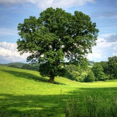 The Old Oak Tree