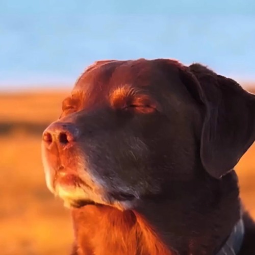 Topoppgen- Movie (NEW UNRELEASED)