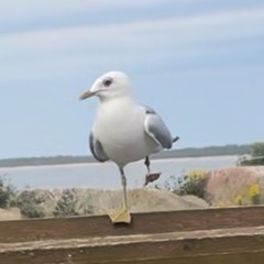 You (Connections two)