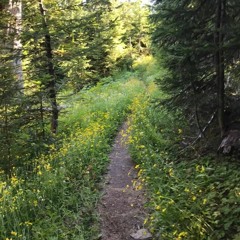 Have You Ever (Brandi Carlile)