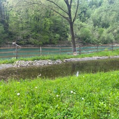 2024 - 05 - 01 Worblaufen - Frogs