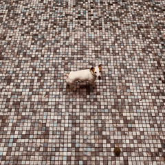 Tummy Tuck - Chaos Im Haus