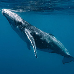 my friend whale