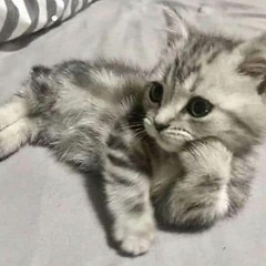 officially missing you - tamia (cover)