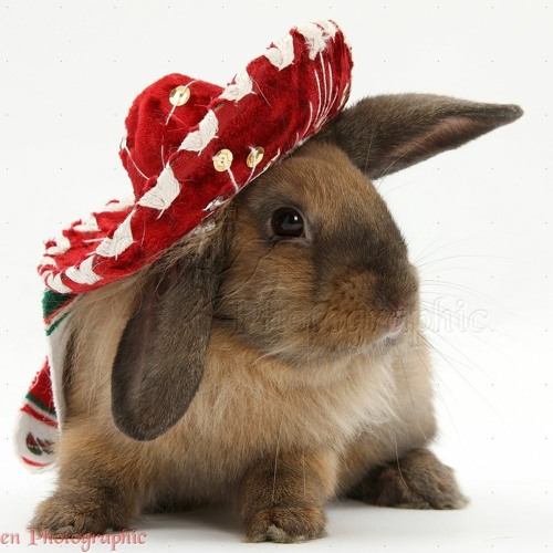 D.NO.I.Wish.I.Had.A.Rabbit.In.A.Hat.2023.07.21