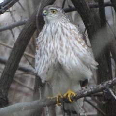 hawk tuah.mp3 (ft. Accipiter striatus)