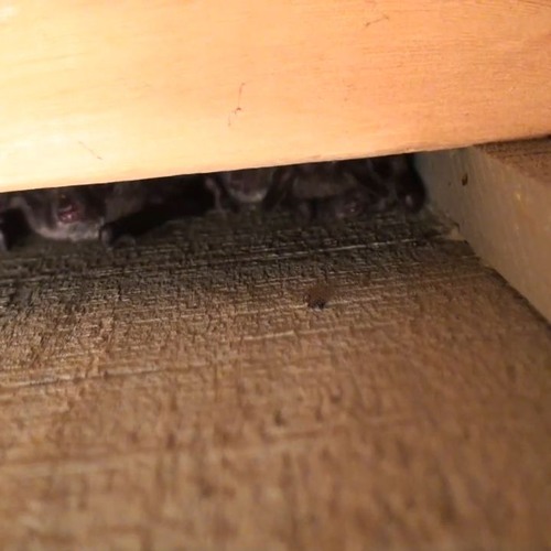 Bat Removal Dallas by AAAC Wildlife Removal