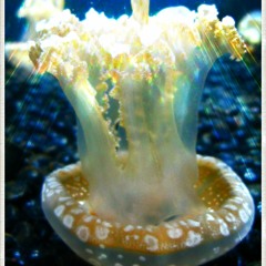 Real Beauty Does not need Attention