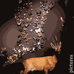 S.Kull & Funk Fox - Pictures