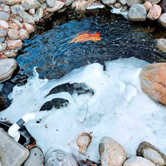 Ep. 4: What Happens to Pond Fish in Minnesota Winters? Expert Tips for Cold-Weather Care
