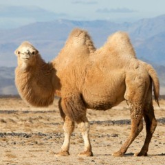 I Love Camels (prod 32ohzee)