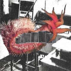 Premiere: MIDRIB 'Synch'