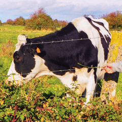 Bells&Cows