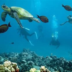 Review Special Price Maui Scuba Diving Introductory Lesson From Lahaina