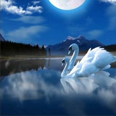 Swan Sunset Mix (Wilswanya)(2023-05-25)