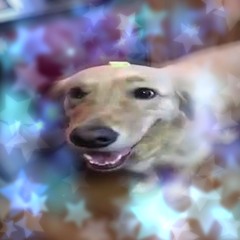 Butter Dog Rap (Cover)