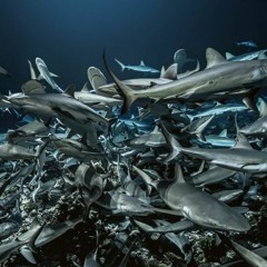 Cisco - Night sharks