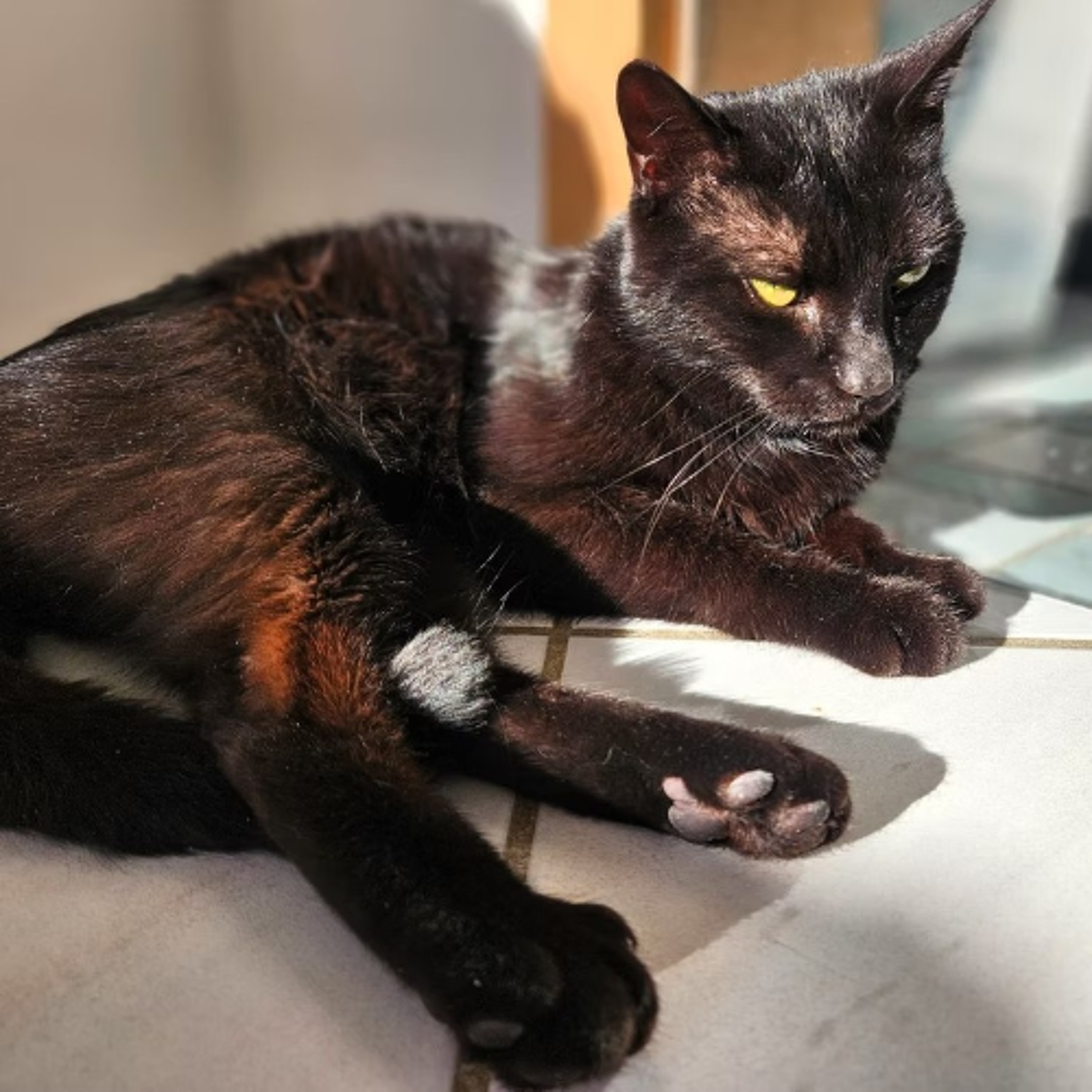 Körbchen gesucht vom 07.05.2025 - Kater Hugo episode artwork