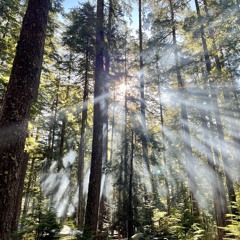 Sounds of The Forest