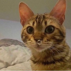 kit kat