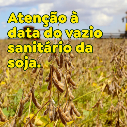 Atenção à data do vazio sanitário da soja