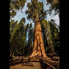 Sequoias