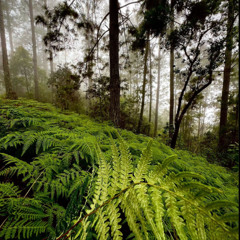 Three Ferns Walk Into a Zapotec Cantina = Polypodiopsidian Bebop