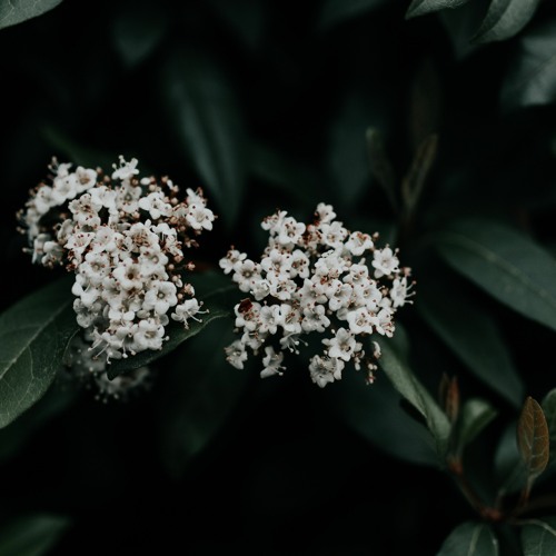 Spring Liquid Mix - 2020