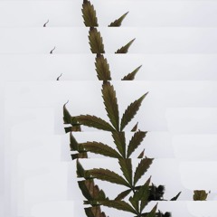 Flower Power  ~ [ MiCrO destinations \00/ ]