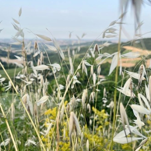 Ide Mix 8 Dante Lucero