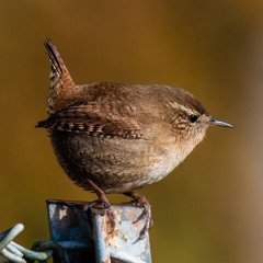 Wren - song (1) - 18th June 2024 - 5.30am - Ballinvally