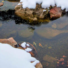 Ep. 1: Feeding Fish in Minnesota Winter: Why Less is More for Their Health