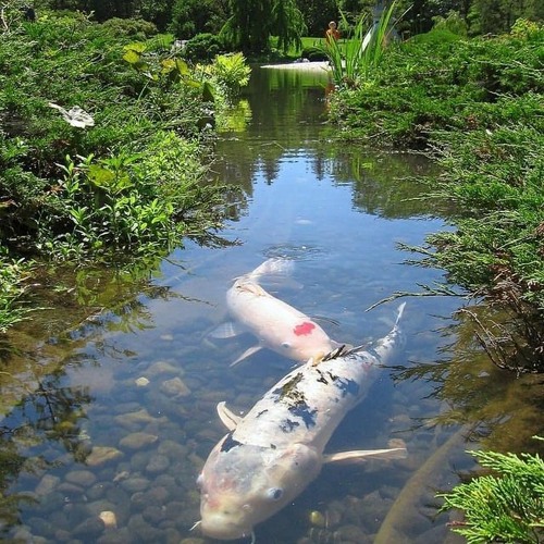 またたび By Blvk